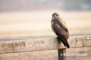 Buizerd, tuindersgebied Heemskerk 2 290313