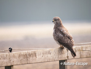 Buizerd, tuindersgebied Heemskerk1 290313