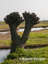 Knotwilg, geknotte wilg, Hempolder, Akersloot 1 030513