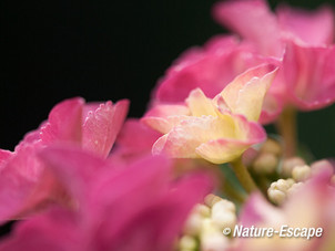 Hortensia, bloemen, bloei, tB3 160713