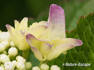 Hortensia, openende bloemen, bloei, tB3 160713