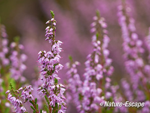 Struikheide, bloemen, bloei, SBB Schoorl 1 240813