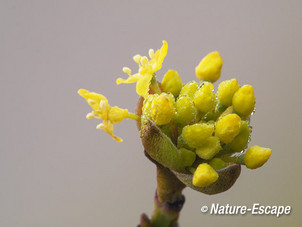Gele kornoelje, bloemen, bloei, NHD Castricum 2 170214