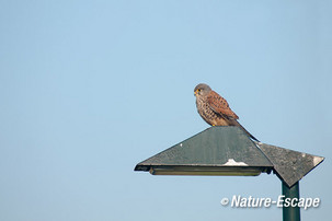 Torenvalk, man, op lantaarnpaal, Castricummerpolder 1 260214
