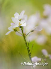 Pinksterbloem, bloemen, bloei, tB3 300314