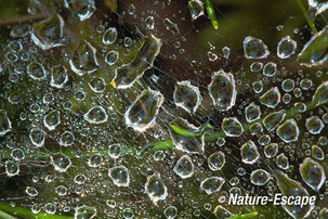Waterdruppels, in spinrag, Deelerwoud1 270914