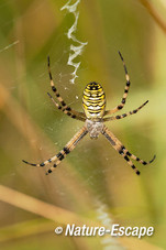 Tijgerspin, wespspin, in web, AWD2 170714