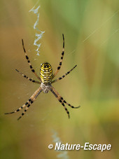 Tijgerspin, wespspin, in web, AWD1 170714