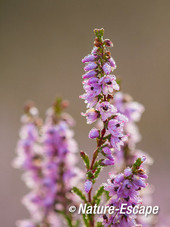 Struikheide, bloemen, bloei, NHD Bergen 3 020814