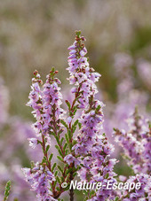 Struikheide, bloemen, bloei, NHD Bergen 1 020814