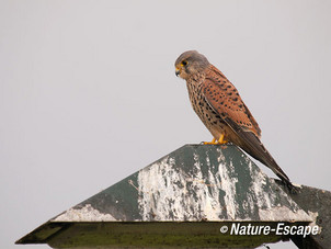 Torenvlak, man, op lantaarnpaal, Castricummerpolder 1 111004