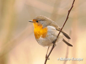 Roodborst, roodborstje, NHD Castricum3 280117