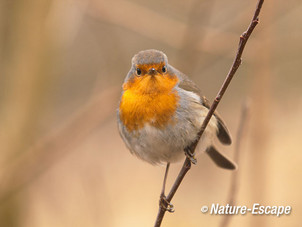 Roodborst, roodborstje, NHD Castricum2 280117