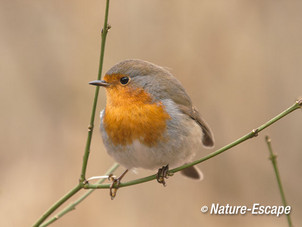 Roodborst, roodborstje, NHD Castricum4 280117