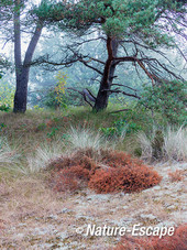 Struikheide, verdroogd, in landschap, NHD Bergen 2 010818